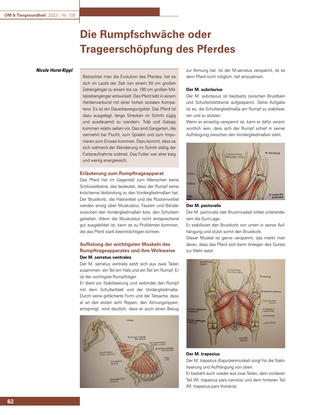 Die Rumpfschwäche oder Trageerschöpfung des Pferdes