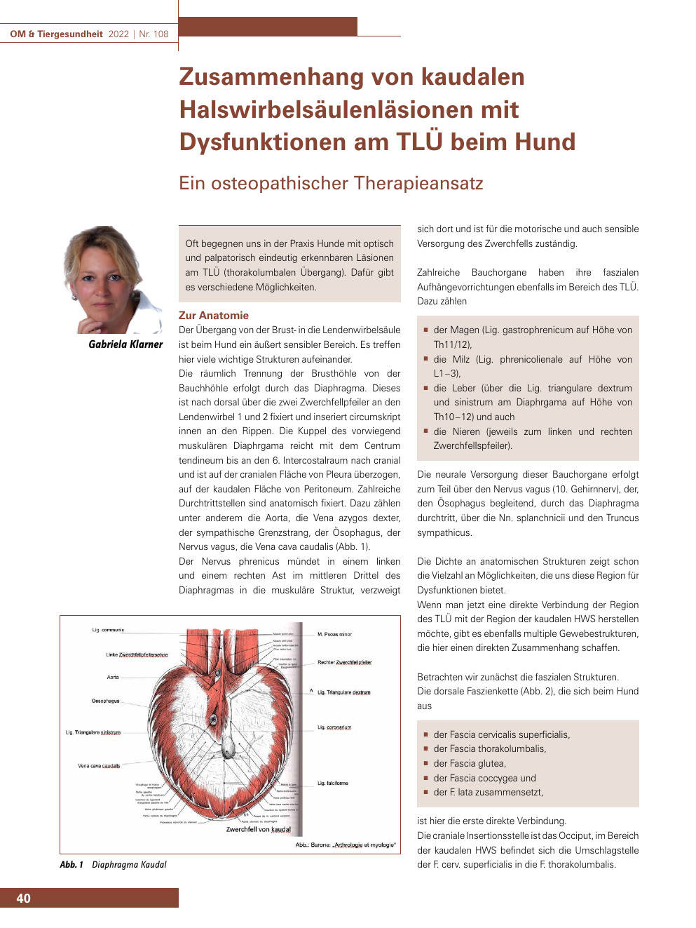 Zusammenhang von kaudalen Halswirbelsäulenläsionen mit Dysfunktionen am TLÜ beim Hund