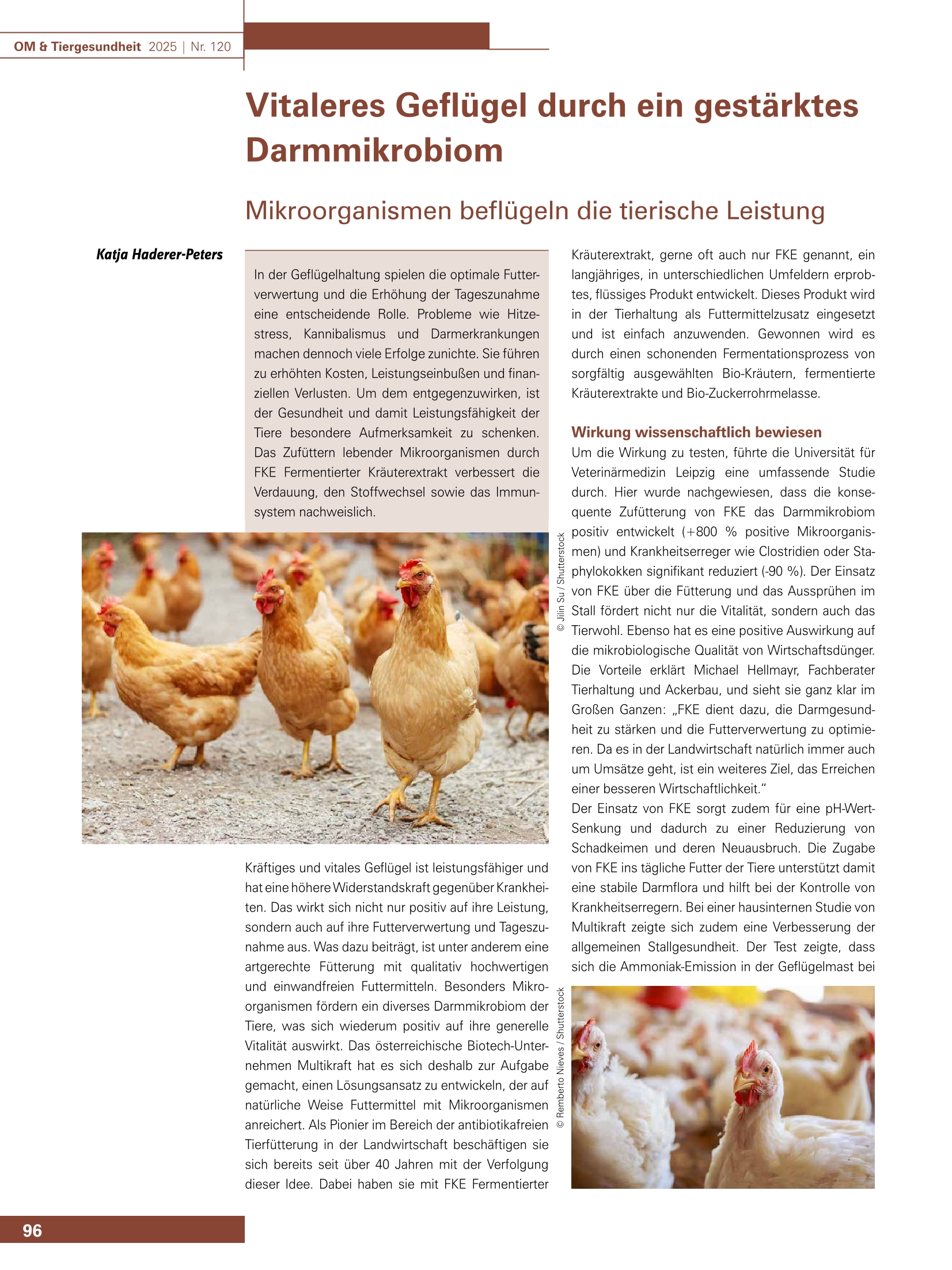 Vitaleres Geflügel durch ein gestärktes  Darmmikrobiom - Mikroorganismen beflügeln die tierische Leistung